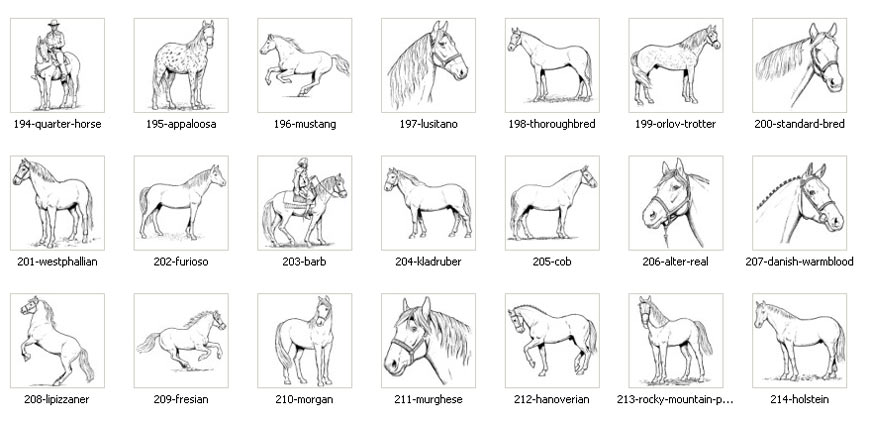 Horse Line Drawings