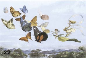 Fairies flying with butterflies