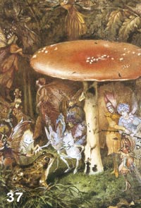 Fairies under toadstool