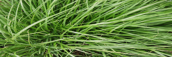 Fountain Grass 2