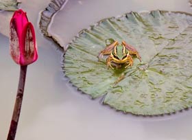 Borneo Frog On Lily Pad