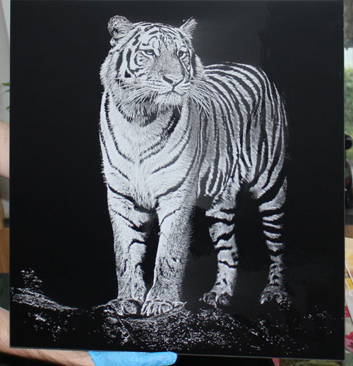 Engraved black and white aluminium pictures - tiger