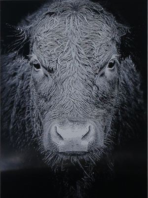 Cow etching in black aluminium