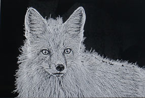 Black & White etching - silver fox