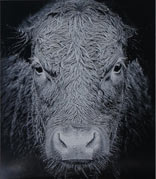 Black and white laser etched cow