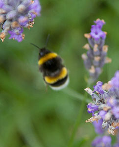 Bumble Bee on Lavender Bush