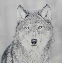 Black and white wolf etching