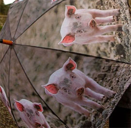 Pig Umbrella