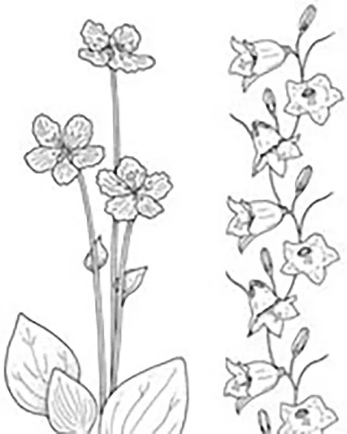 Wild Flower Images