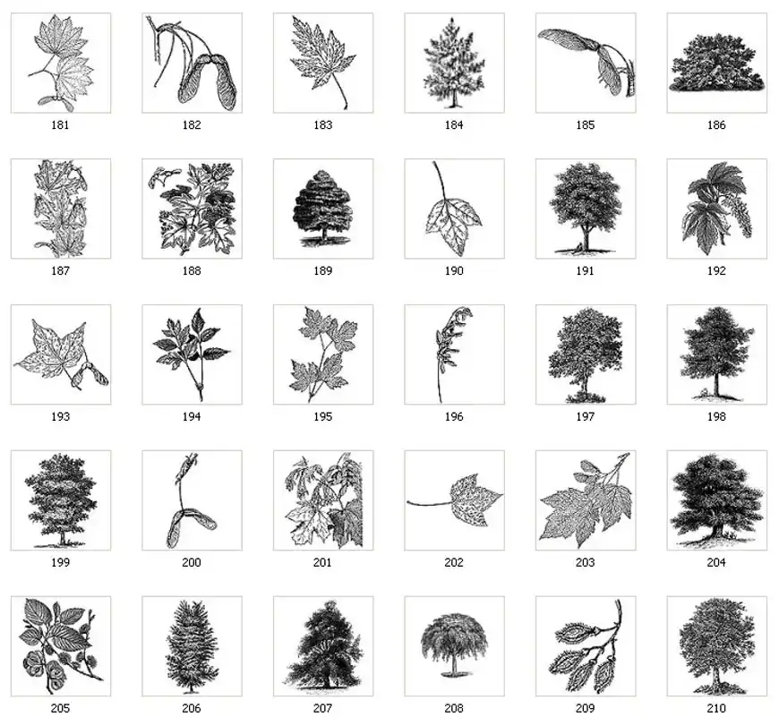 Images of various trees and leaves, sycamore, keys