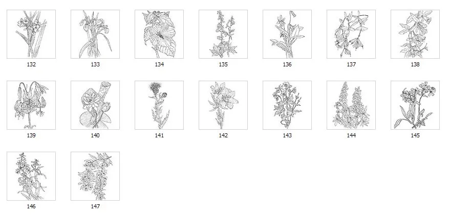 A range of images of wild flowers