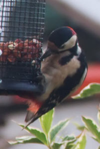 Woodpecker helping itself to peanuts