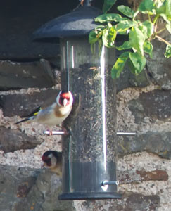 Goldfinch feeding off the niger seeds