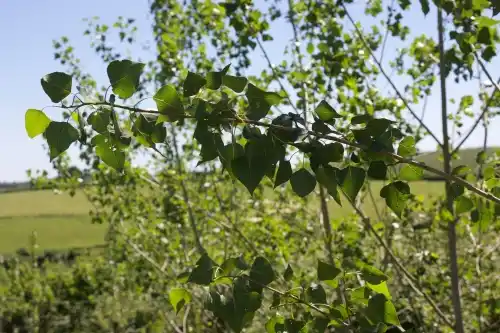 Wonderful Willow and Perfect Poplar
