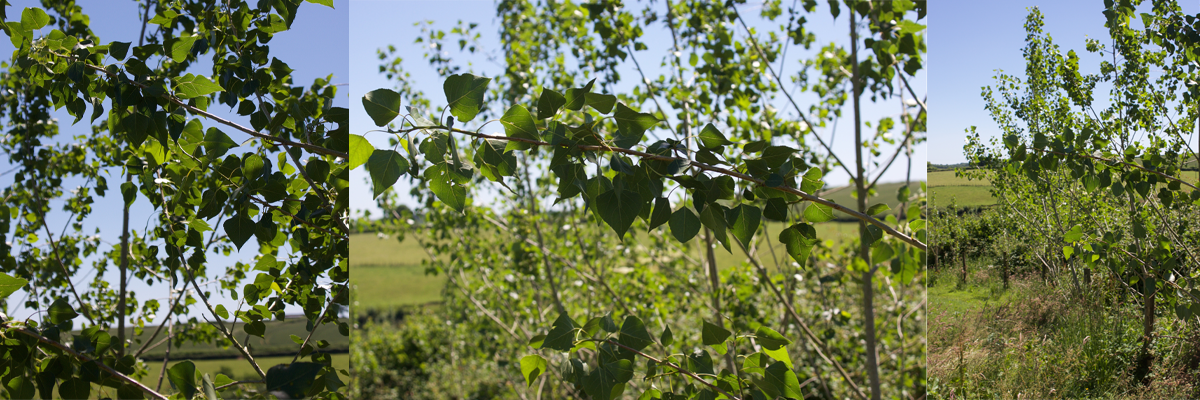 Poplar trees growing at The Sign Maker for screening and biomass fuel.