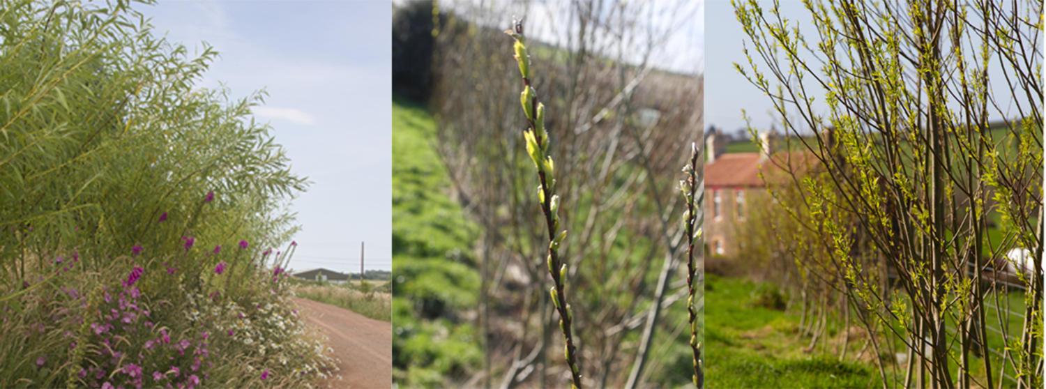 Willow trees growing at The Sign Maker. 