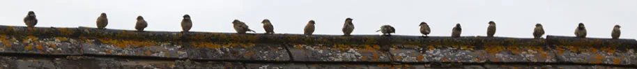 Healthy population of sparrows Healthy population of sparrows