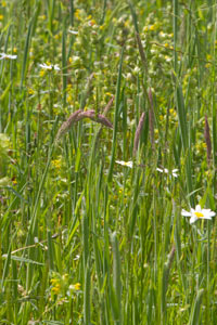 Yellow rattle in wild flower meadow