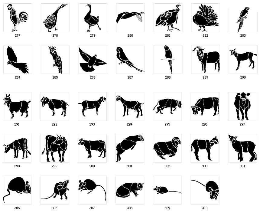 Animal Designs