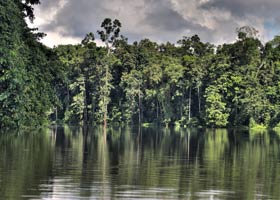 Borneo Rain Forest