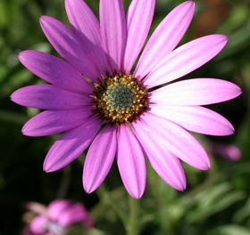 Pink Flowers