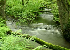 Small Woodland River