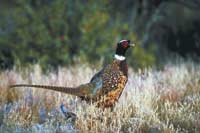 Pheasant