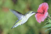 Humming Bird