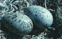 Bird Eggs