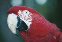 Macaw