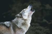 Wolf Howling