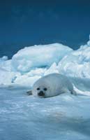 Seal Pup