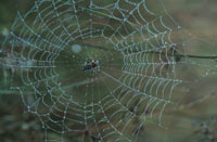 Spider in Web