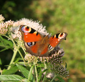 Red Admiral Butterfly