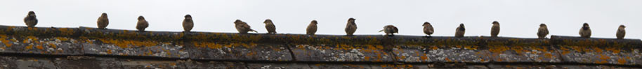 Healthy population of sparrows