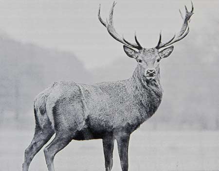 Black and white stag etching