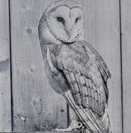 Black and white owl etching