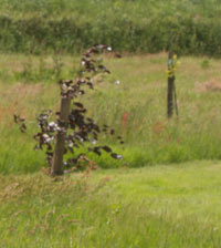 Planting trees