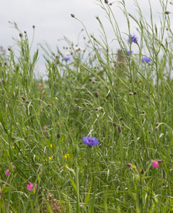 Wild flower meadows